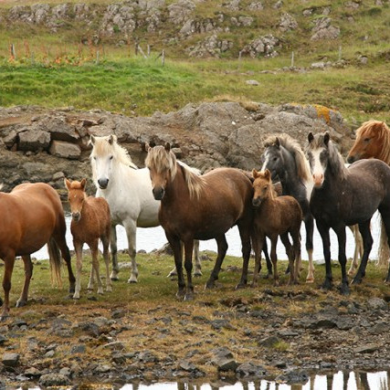 Kynbótahross á LM 2016