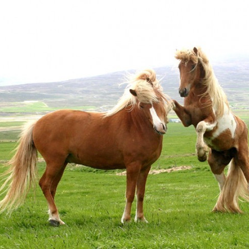 Hollaröð yfirlits á Hólum 9. og 10. júní