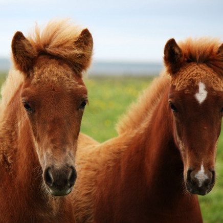 Hollaröð yfirlits á Selfossi