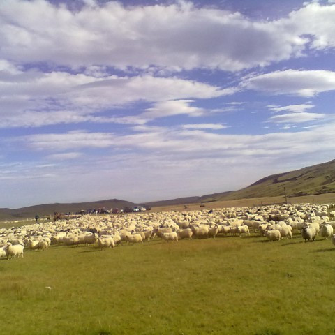 Kynbótamat sauðfjár 2016