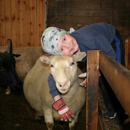 Afkvæmarannsóknir í sauðfjárrækt 2016