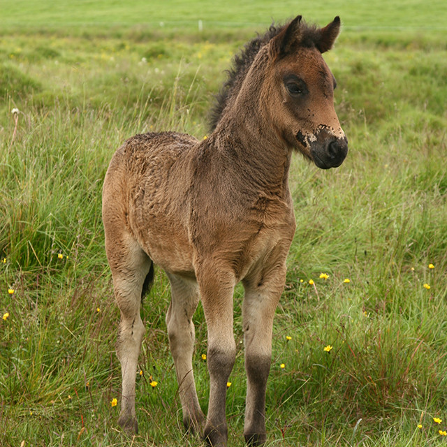 Er búið að grunnskrá og örmerkja folöldin?