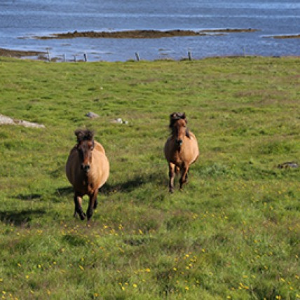 Kynbótasýning Sörlastöðum í Hafnarfirði 22.-26 maí