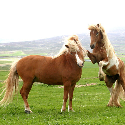 Kynbótasýningar Melgerðismelum og Selfossi 29. maí - 2. júní