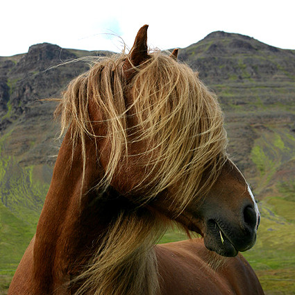 Röðun hrossa á kynbótasýningu á Gaddstaðaflötum 12. til 16. júní