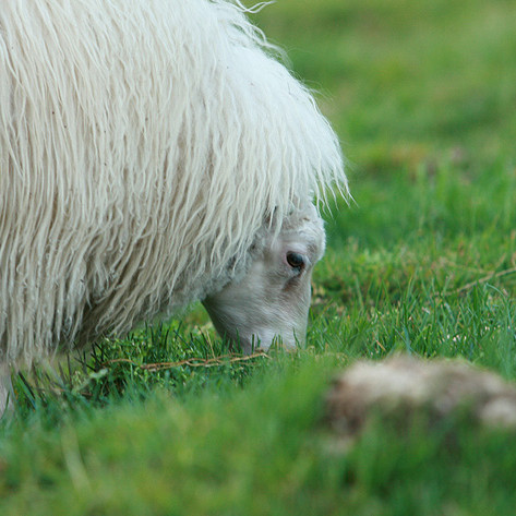Fræðslufundur um nýtingu sauða- og geitamjólkur – síðasti skráningardagur