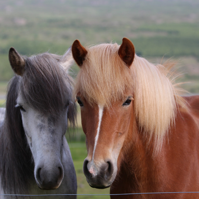 Yfirlit miðsumarssýningar I á Hellu 27.-28. júlí