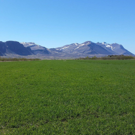 Umsóknarfrestur um jarðræktarstyrki og landgreiðslur alveg að renna út