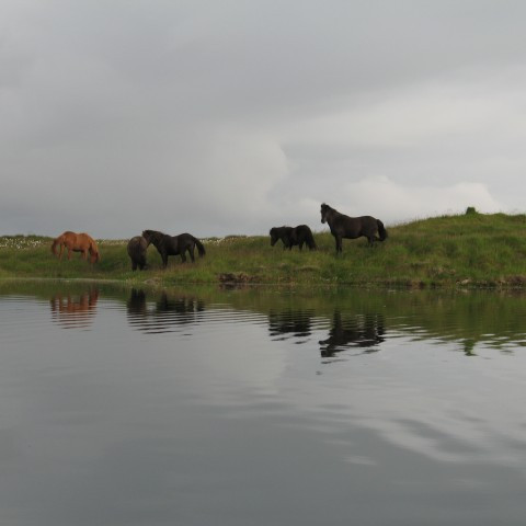 Hollaröð á yfirlitssýningu á Hellu föstudaginn 12. júní