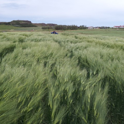 Korntilraun í Keldudal á Hegranesi