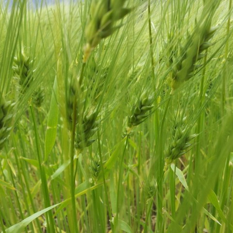 Skeljasandur og kölkun