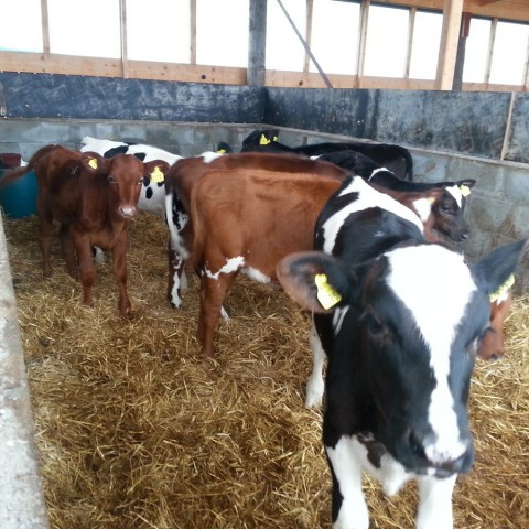 Fréttabréf fóðurhóps