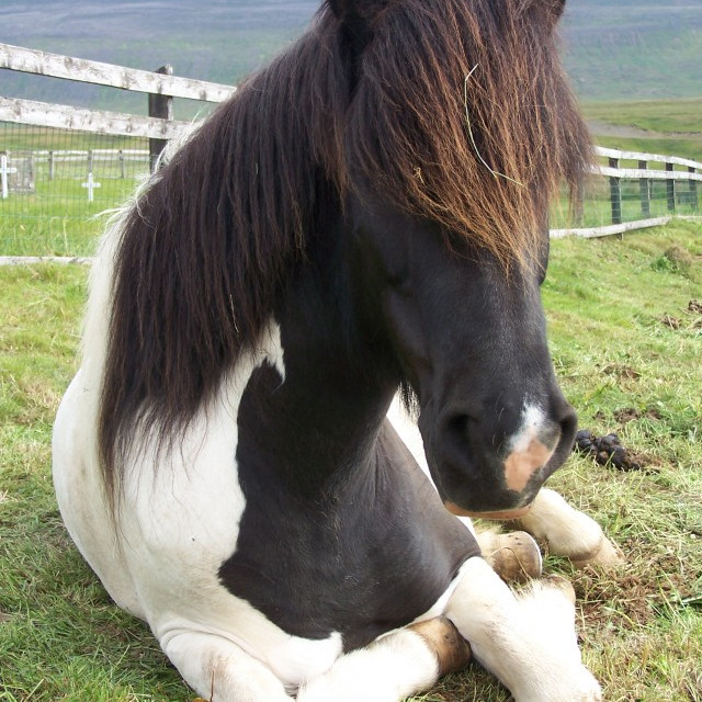 Fyrirhuguð miðsumarssýning á Dalvík 28.-30. júlí fellur niður