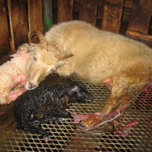 Niðurstöður skýrsluhalds sauðfjár 2016