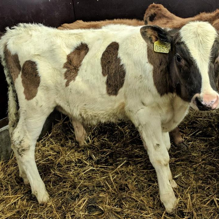 Álfur frá Hjálmholti í Flóa - Mynd: Nautastöð Bændasamtaka Íslands