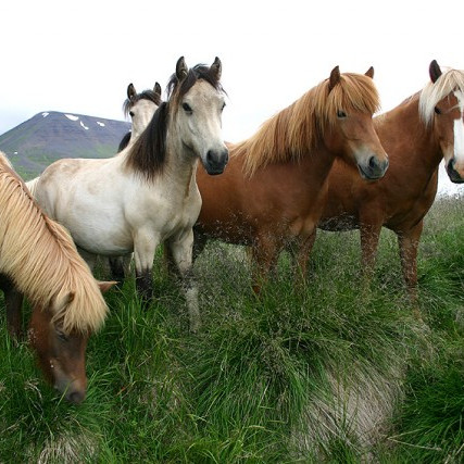 Yfirlitssýning á Sörlastöðum í Hafnarfirði 22. maí