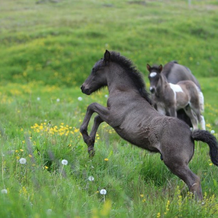 Yfirlitssýning fyrri viku á Gaddstaðaflötum 5. júní