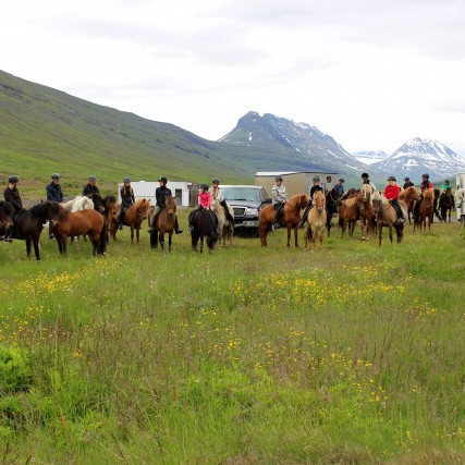 Kynbótasýningar á Miðfossum, í Spretti og á Gaddstaðaflötum 30. maí - 10. júní