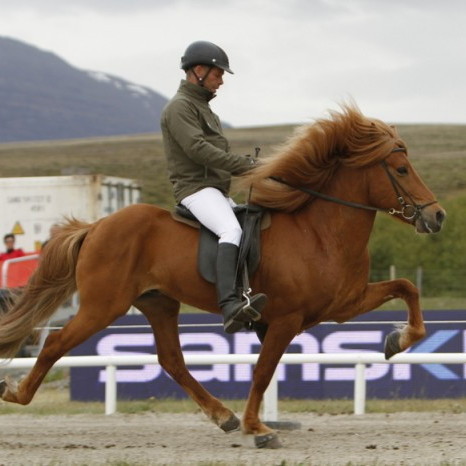 Sleipnisbikarshafinn Arður frá Brautarholti