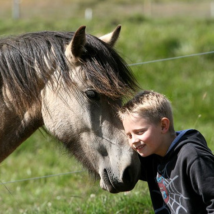 Fyrirhuguð kynbótasýning í Víðidal í Reykjavík 12.-16. maí fellur niður