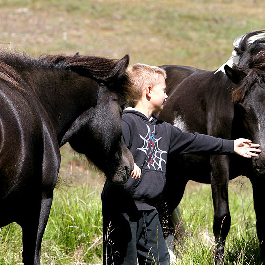 Röðun hrossa á kynbótasýningu í Borgarnesi 7.-9. júní