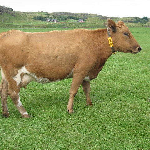 Auðlind 593, móðir Afla 11010 og Polka 12099