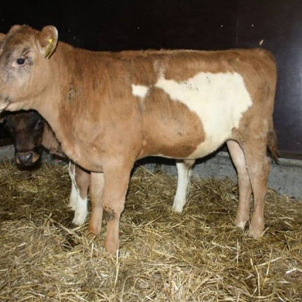 Barmur frá Stóru-Sandvík