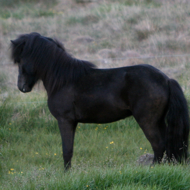 Hollaröð á yfirliti - Hólar 16.06.2017
