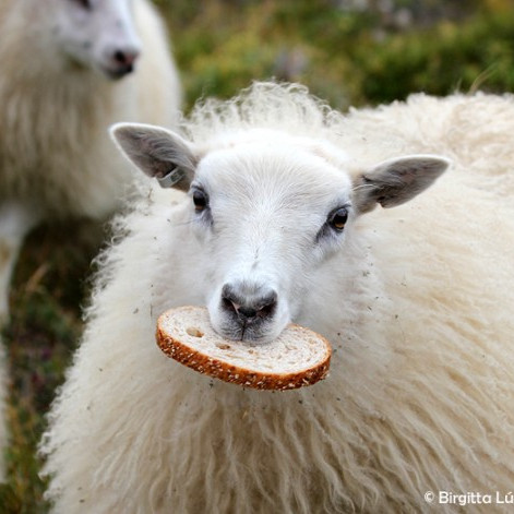 Fósturlambið hennar Birgittu