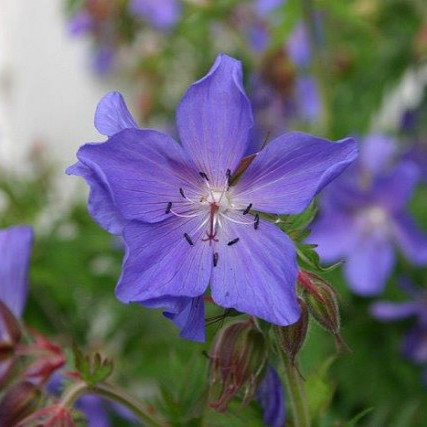 Starfsmannamál RML og sumarfrí