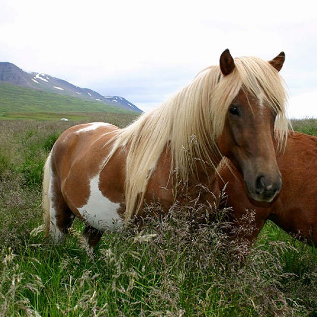 Röðun hrossa á kynbótasýningu í Kópavogi 28.-29. maí