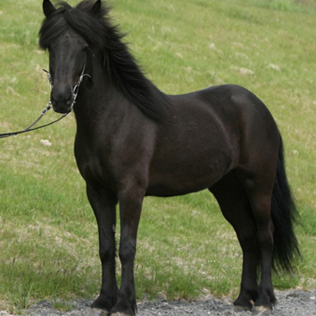 Kynbótasýning á Selfossi - síðasti skráningardagur nálgast