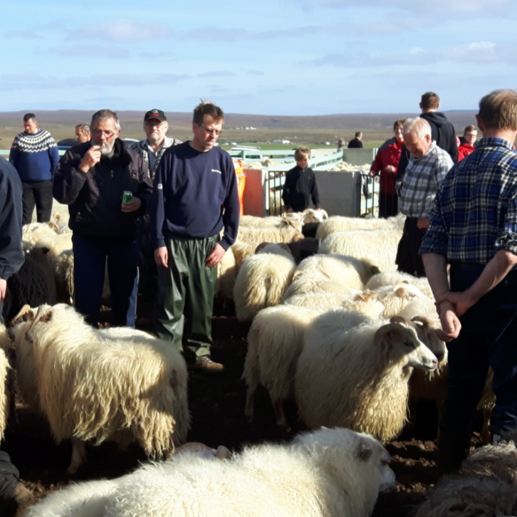 Útsending haustbóka 2017 og vinna við kynbótamat fyrir frjósemi