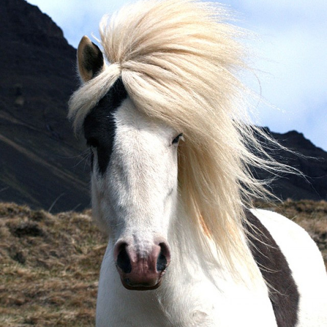 Miðsumarssýning á Gaddstaðaflötum - Tímar knapa.