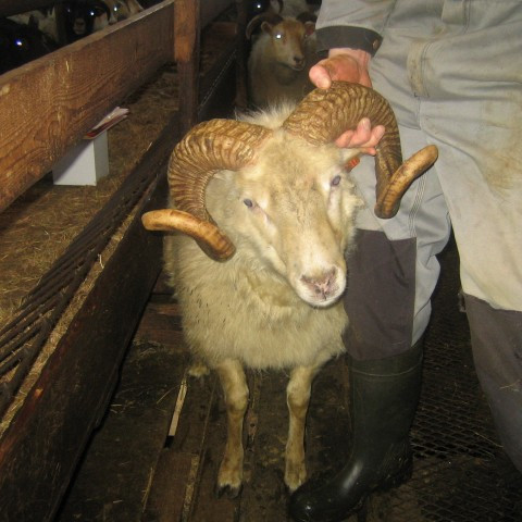 Afkvæmarannsóknir í sauðfjárrækt 2015