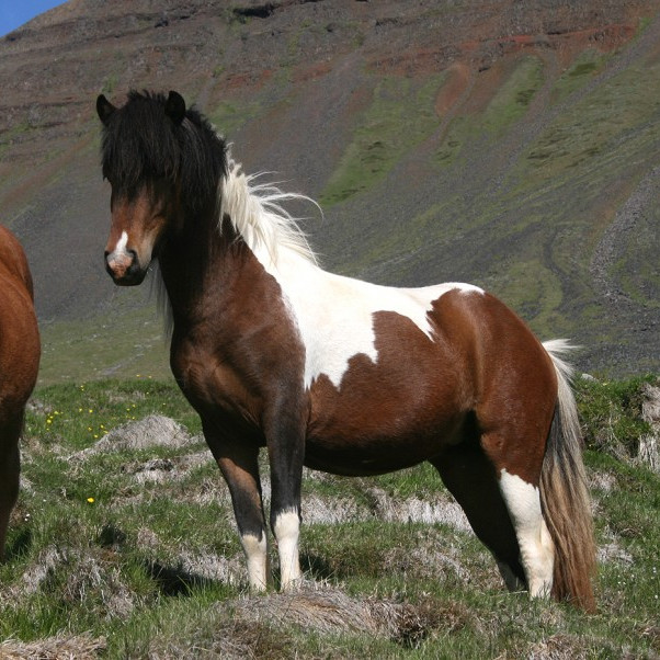 Röðun hrossa á kynbótasýningu á Melgerðismelum 5.-7. júní