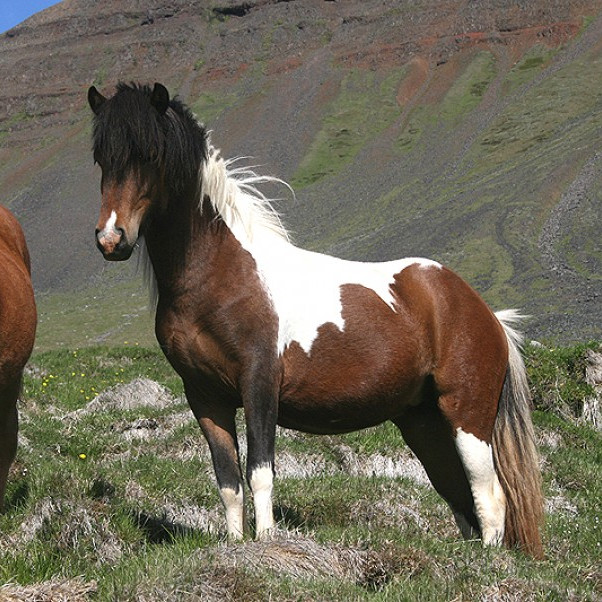 DNA-sýnataka á höfuðborgarsvæðinu