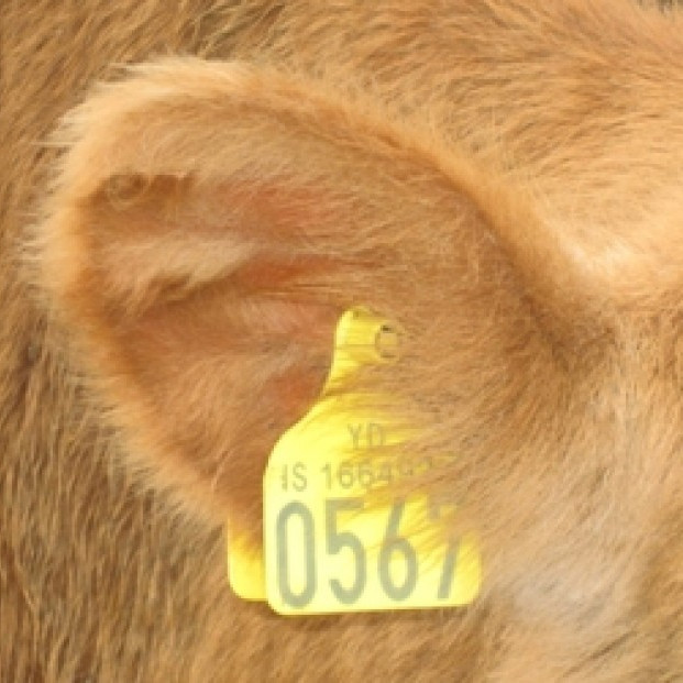 Nú þarf að merkja alla nautgripi