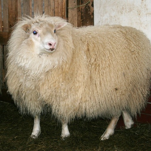 Fjárvís.is - hjálparkorn