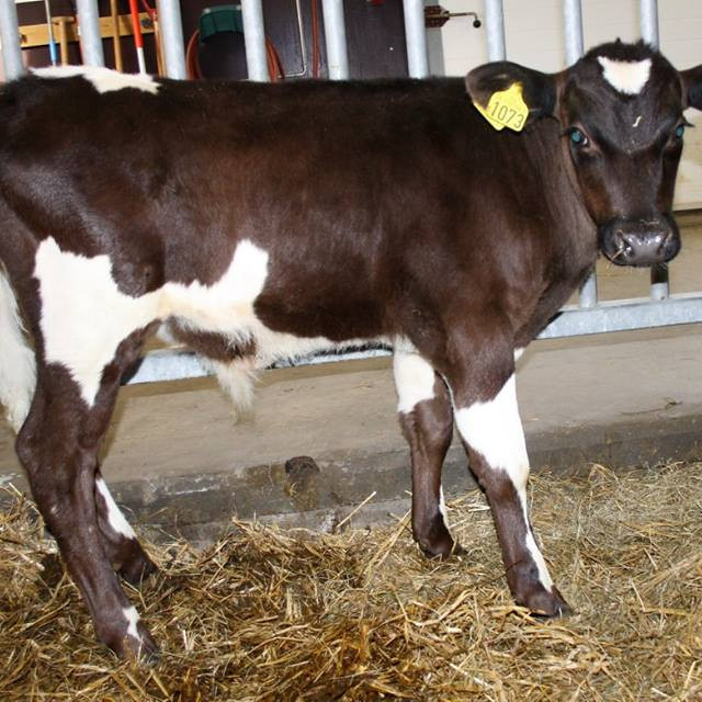 Feti frá Svertingsstöðum 2 í Eyjafjarðarsveit