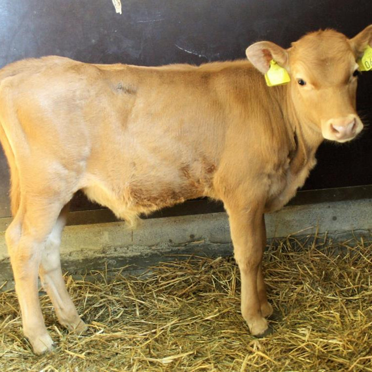 Flýtir frá Efstu-Grund undir Eyjafjöllum