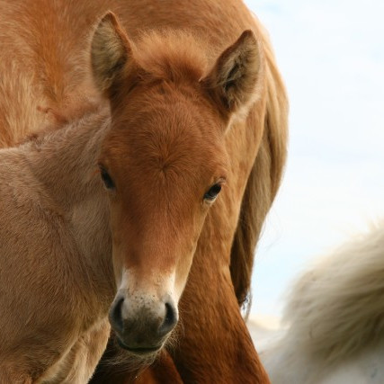 Er búið að örmerkja?