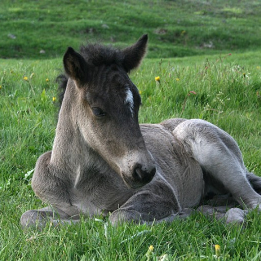 Síðsumarssýning kynbótahrossa á Dalvík - hollaröðun