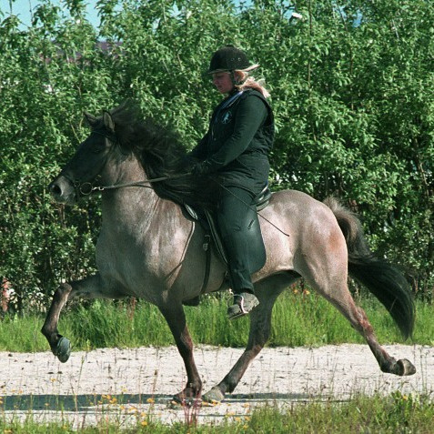 Síðsumarssýning kynbótahrossa á Gaddstaðaflötum