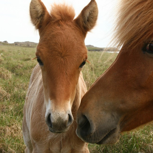 Kynbótasýningar hrossa 2014