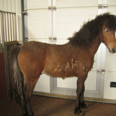 Ungfolaskoðanir í Skagafirði