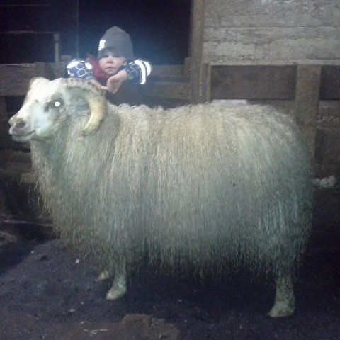 Hæst stiguðu lambhrútar og hæstu búsmeðaltöl fyrir bakvöðvaþykkt gimbra 2013