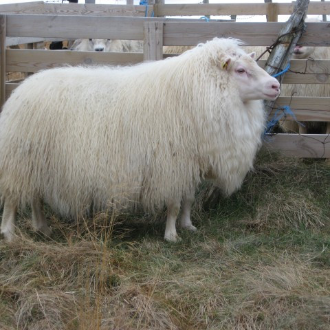 Dagatal ómskoðunar fyrir Suðurland komið á heimasíðuna