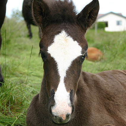 Síðsumarssýning kynbótahrossa Borgarnesi - hollaröð