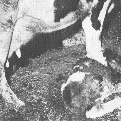 Fyrsti kálfur á Íslandi tilkominn með djúpfr. sæði